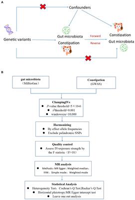 Causal relationship between gut microbiota and constipation: a bidirectional Mendelian randomization study